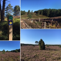 Die Lüneburger Heide erleben